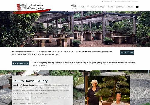 australian bonsai gallery dorrigo